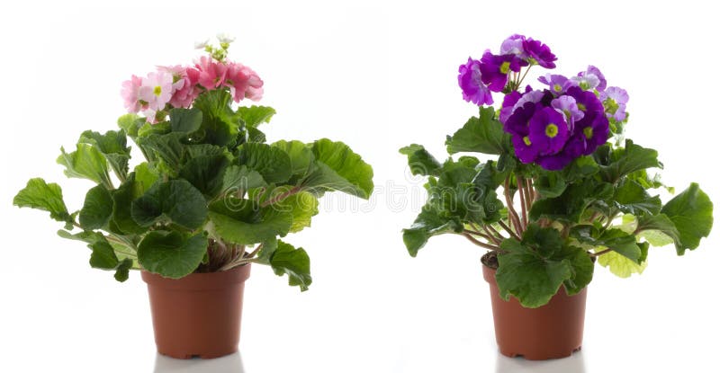 Primula flower royalty free stock photos Primula flower royalty free stock photos