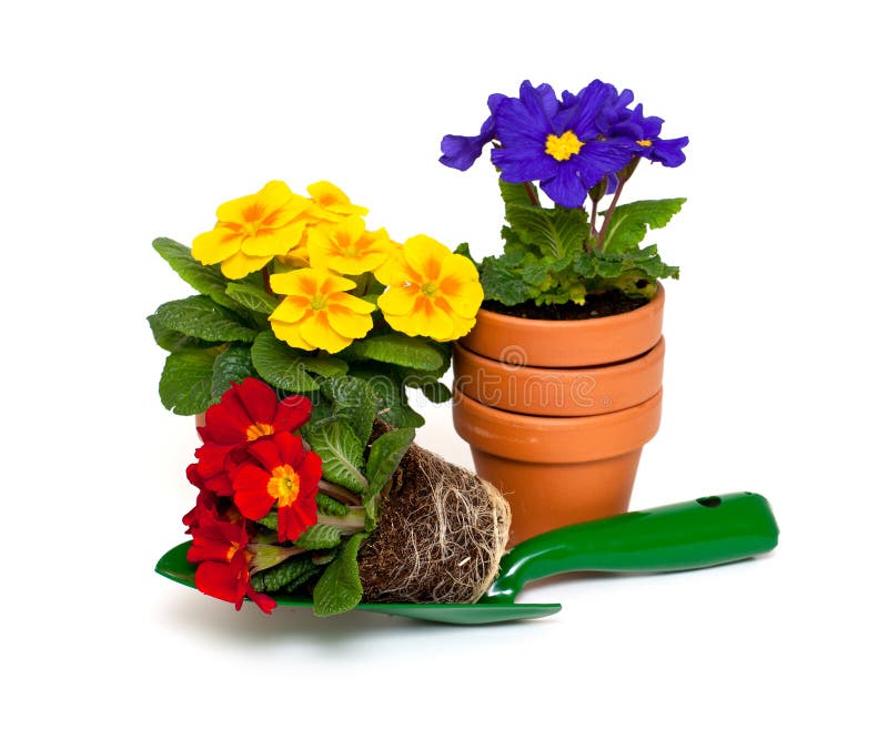 Primula flowers, ceramic pots and shovel