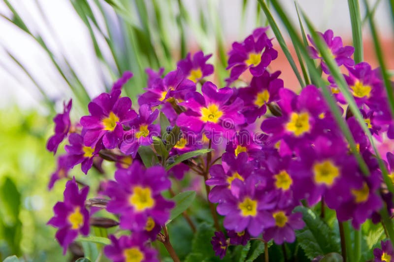 Primula kwitnie w górę, purpury zdjęcie stock Primula kwitnie w górę, purpury zdjęcie stock