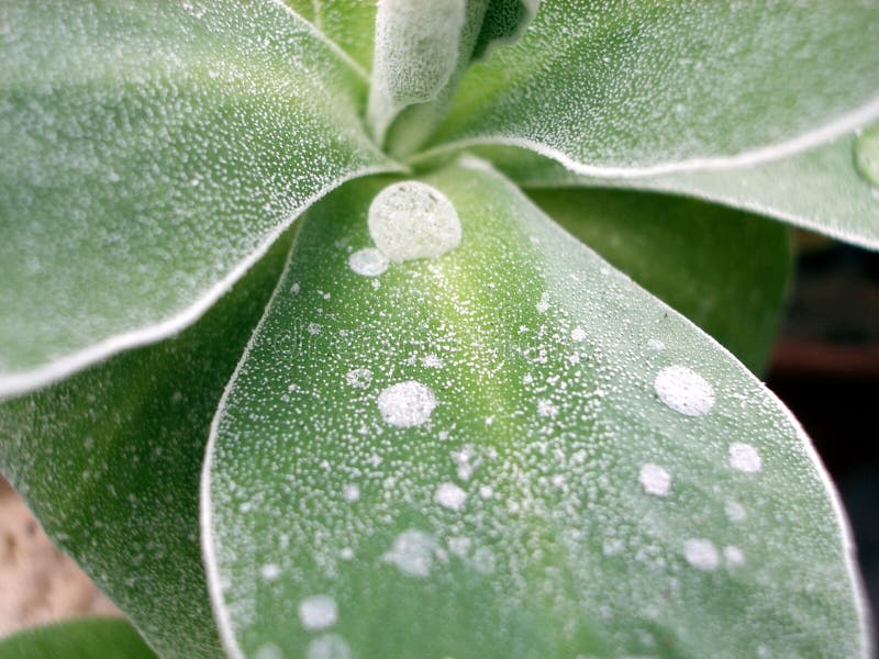 Primula leaf