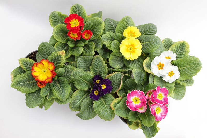 Primula. Primrose. Spring flower Primula with green leafs isolated on white background. View from above of floral pattern. Ornamen