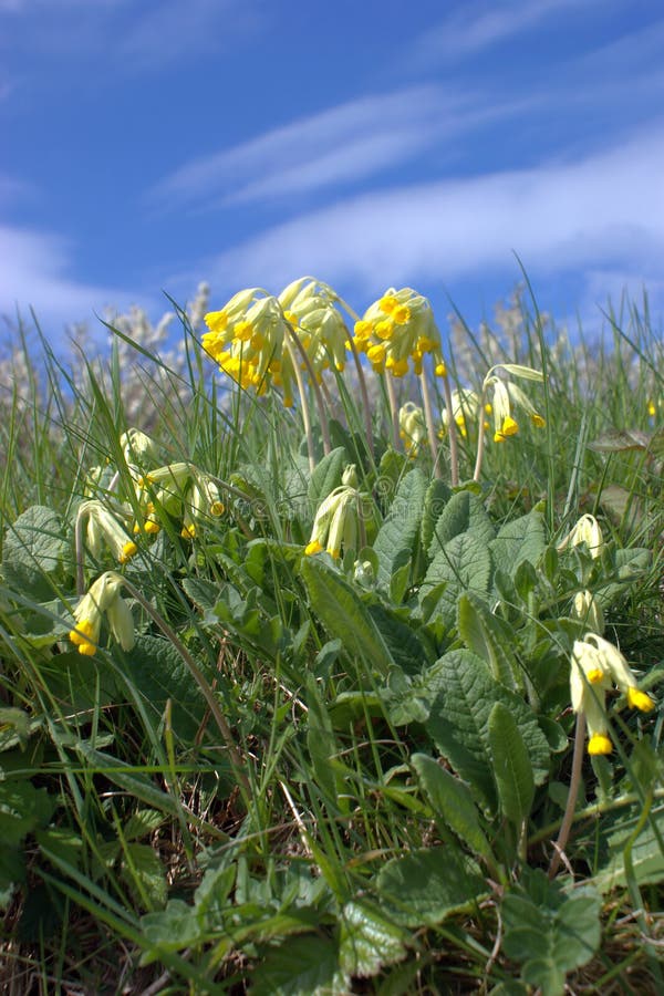 Primula veris