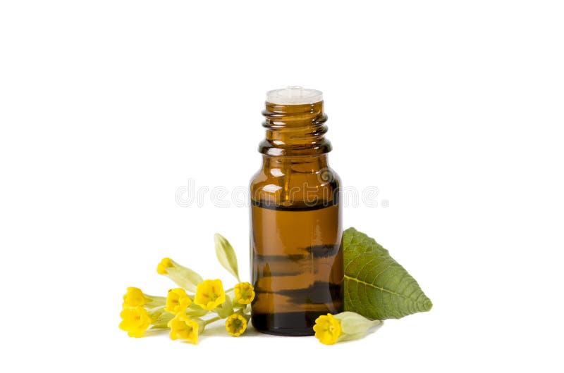 Primula veris cowslip  common cowslip  cowslip primrose syn. Primula officinalis Hill tincture oil in bottle with fresh leaf and