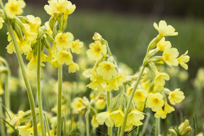 Primula veris herbs