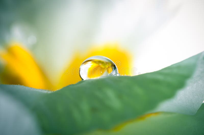 Primula, или цветене с падениями воды, макрос первоцвета стоковая фотография Primula, или цветене с падениями воды, макрос первоцвета стоковая фотография