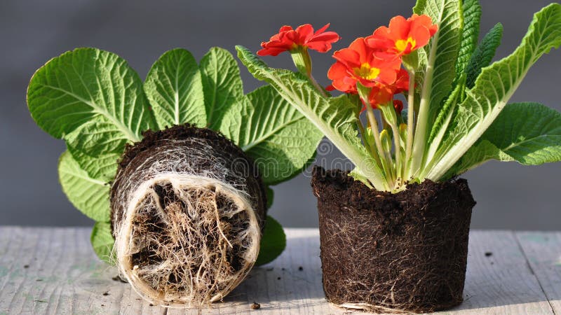 Primula bloem met wortels royalty-vrije stock foto
