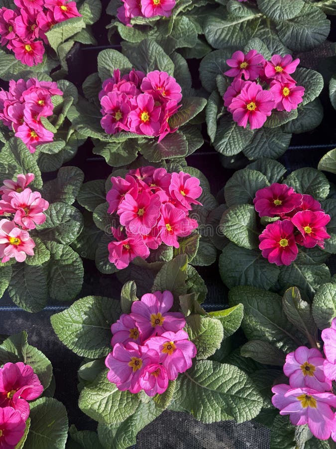 Primulas em vasos fotos de stock royalty free