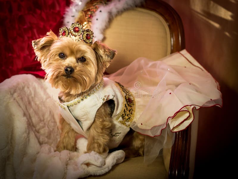 Debería Punto de exclamación En respuesta a la Princesa Real Doggie Del Perro Imagen de archivo - Imagen de vestido,  mascota: 45651997