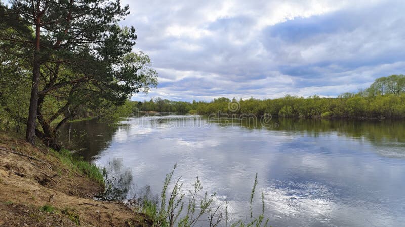 A principios de la primavera el río se desborda y el agua es alta y turbia. una rápida corriente inunda la planicie inundada y arbustos en las orillas. el agua refleja los árboles y arbustos con hojas jóvenes y el cielo con nubes. clima de saturación
