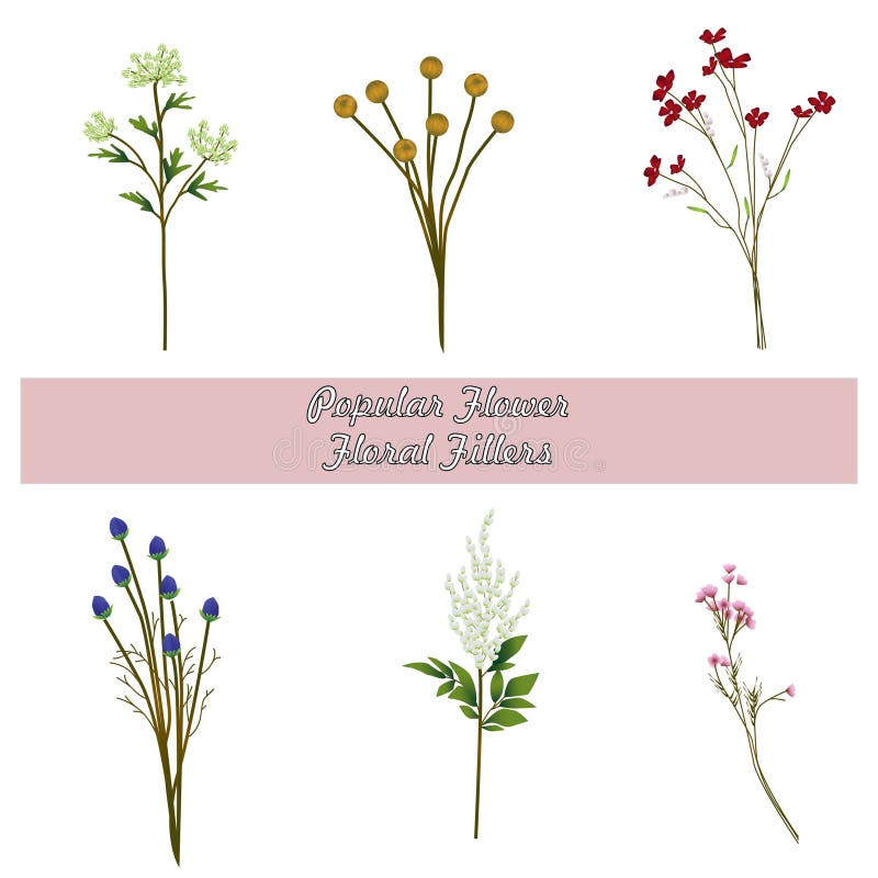 Flower Floral Fillers Element Illustration Vector White Background