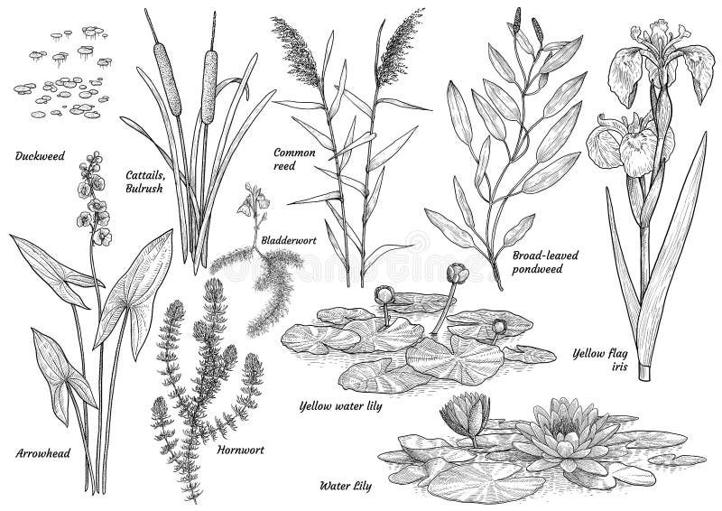Submerged or Underwater Pond Plants and Aquatic Weeds