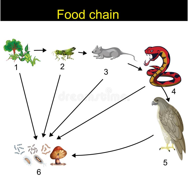Biology - Food Chain Revision Stock Illustration - Illustration of insect, grasshopper: 138013254 Biology - Food Chain Revision Stock Illustration - Illustration of insect, grasshopper: 138013254
