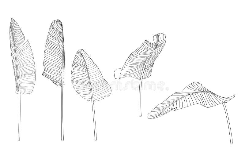 Banana Leaves Line Art Ink Drawing Stock Illustrations – 217 Banana ...