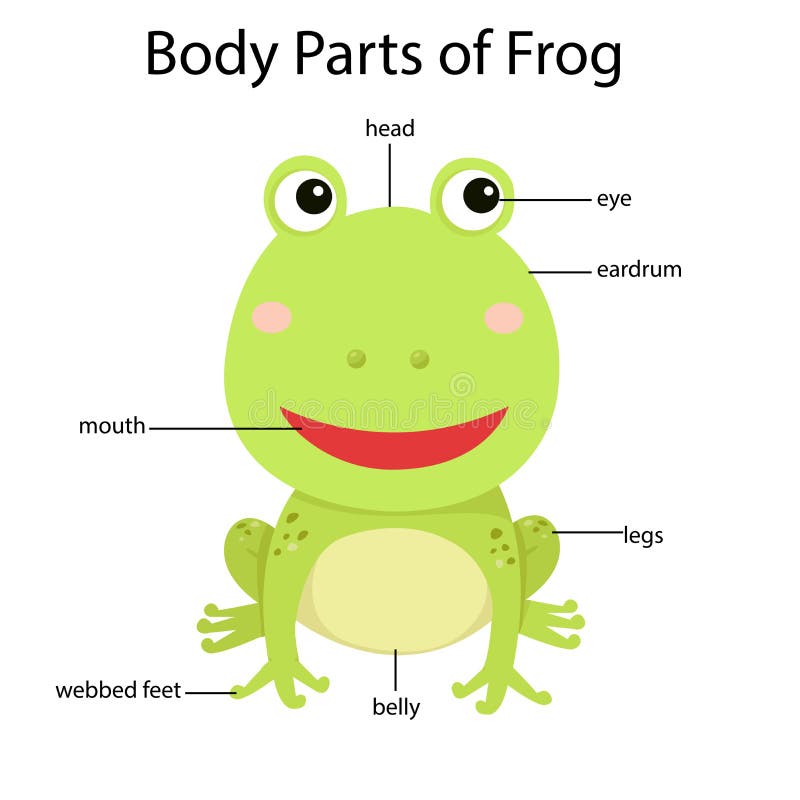 Illustrator of Body Parts of Frog Stock Vector - Illustration of