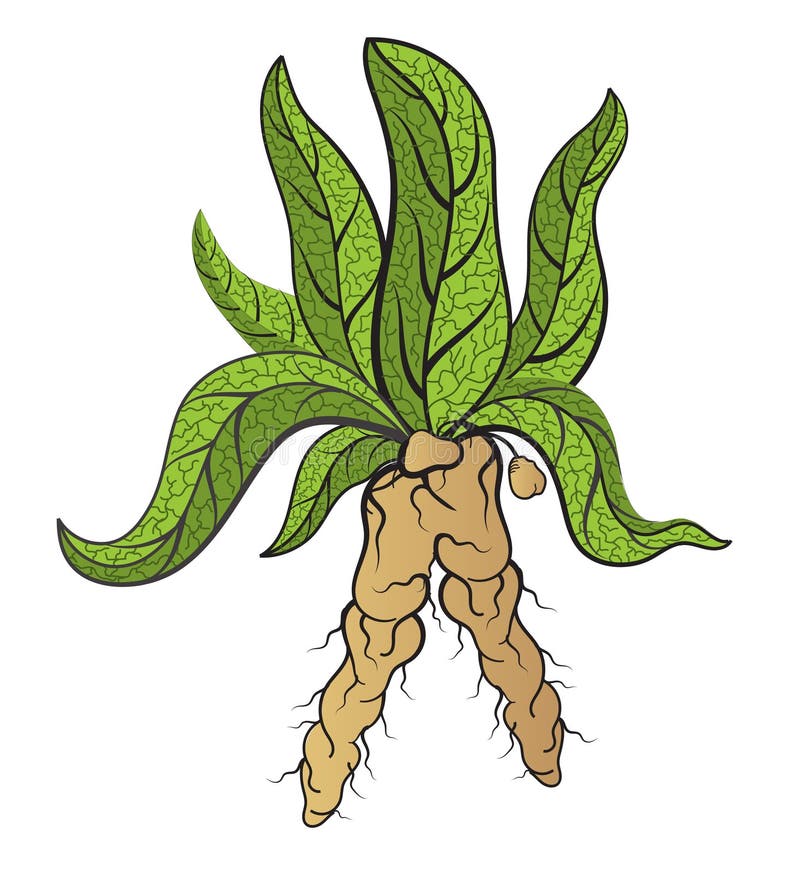 Mandrake Plant Stock Illustrations – 263 Mandrake Plant Stock