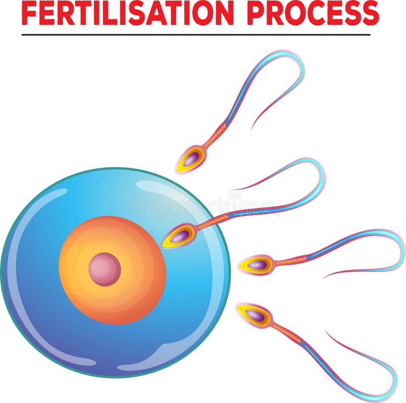Illustration of solution fertilization process with colourful design vector illustration