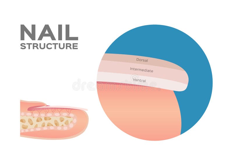 Structure of a Finger Nail . human . anatomy - Vector / dorsal, intermediate, ventral