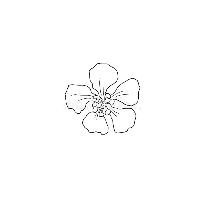 Black Line Art Cotoneaster Flower Vector Stock Illustration ...