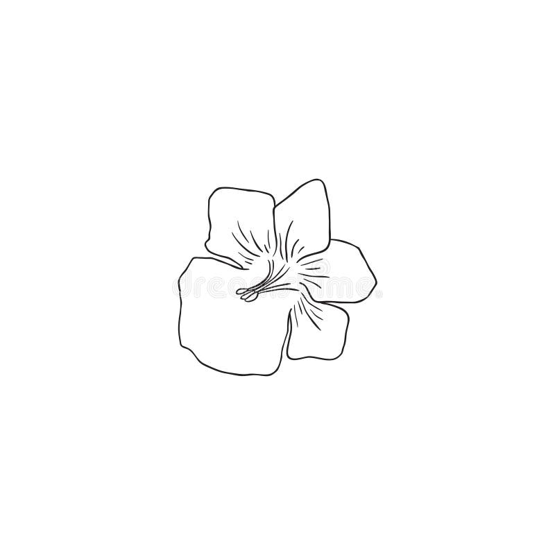 Black Line Art Diascia Flower Vector Stock Illustration - Illustration ...