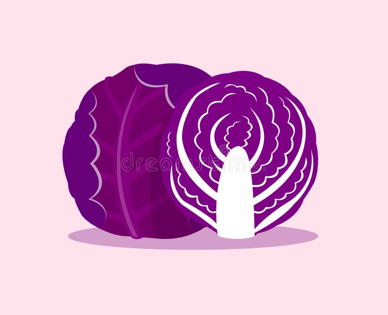 Purple Cabbage Stock Illustrations 803 Purple Cabbage Stock
