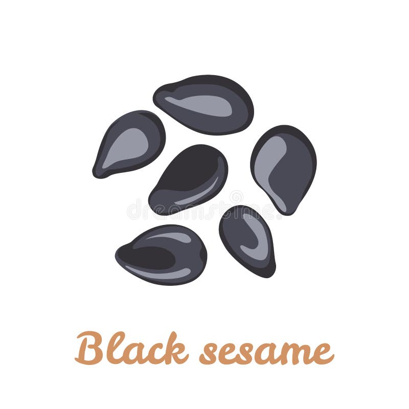 Black Sesame. Vector Illustration of Heap of Seeds. Stock Vector -  Illustration of flat, ecology: 153213877