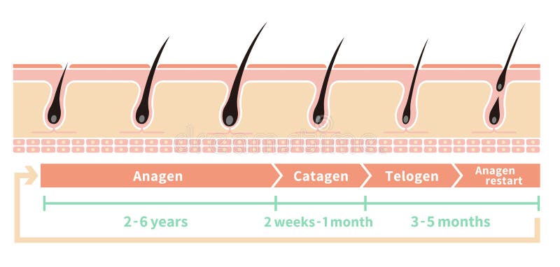 Hair Growth Cycle Stock Illustrations – 241 Hair Growth Cycle Stock Illustrations, Vectors & Clipart - Dreamstime Hair Growth Cycle Stock Illustrations – 241 Hair Growth Cycle Stock Illustrations, Vectors & Clipart - Dreamstime