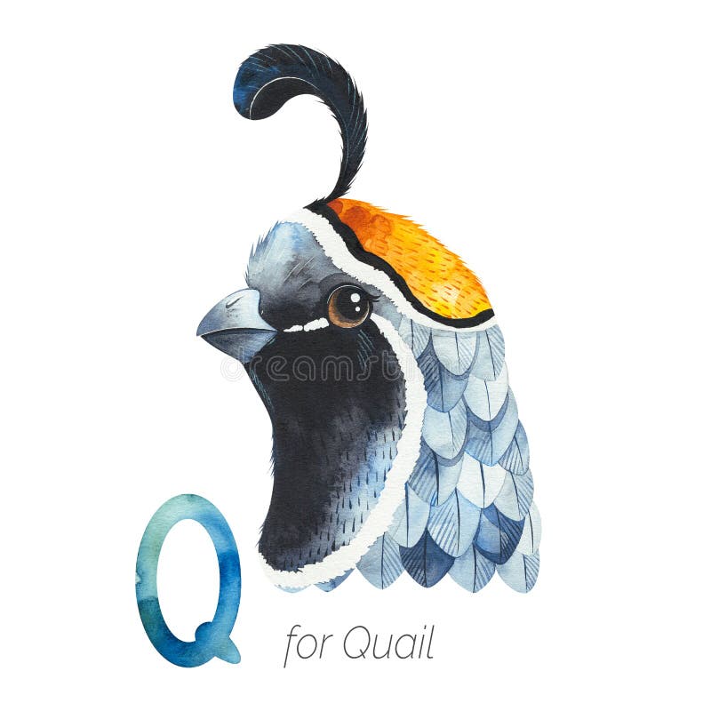 Cute Quail bird for Q letter.