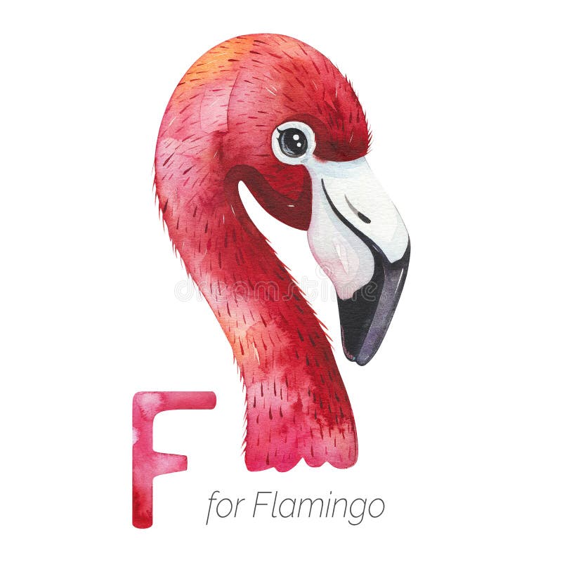 Cute Flamingo bird for F letter.