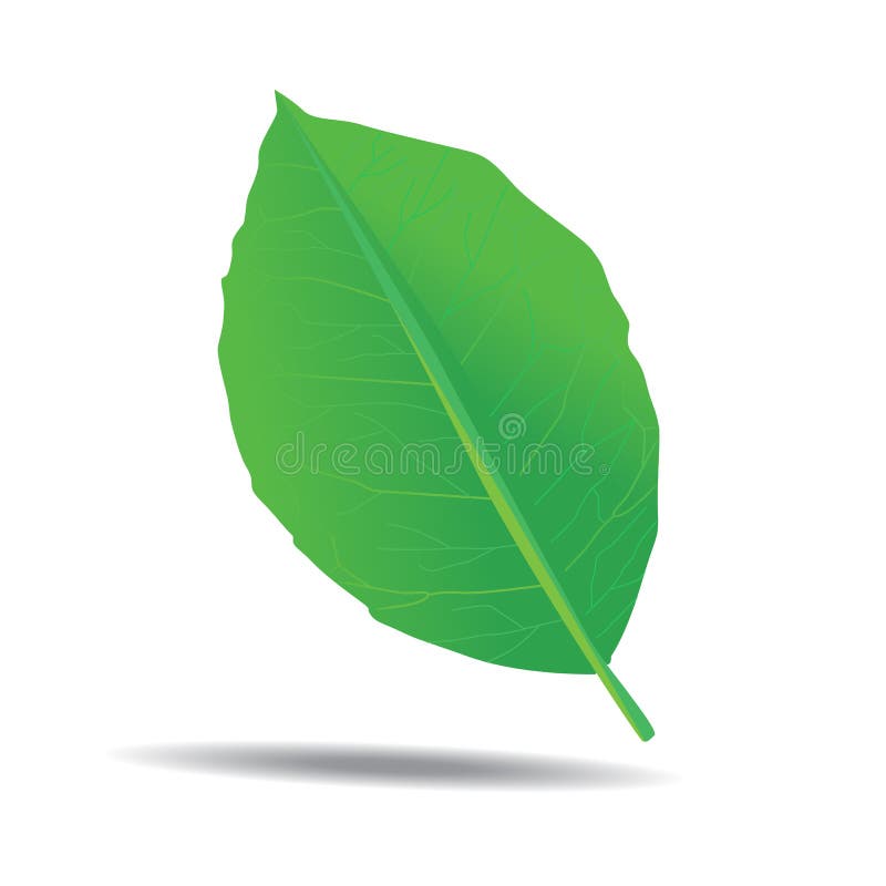 Isolated Single Green Detailed Leaf With Shadow Vector Illustration ...