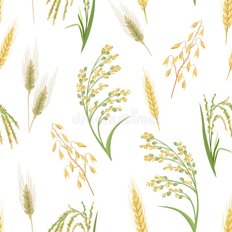 Cereal Plants seamless pattern. Ears of Wheat, Oats, Rye, Proso Millet and Rice isolated on white background.