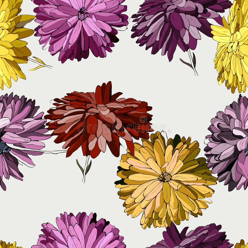 Vector Chrysanthemum Floral Botanical Flowers. Black and White Engraved