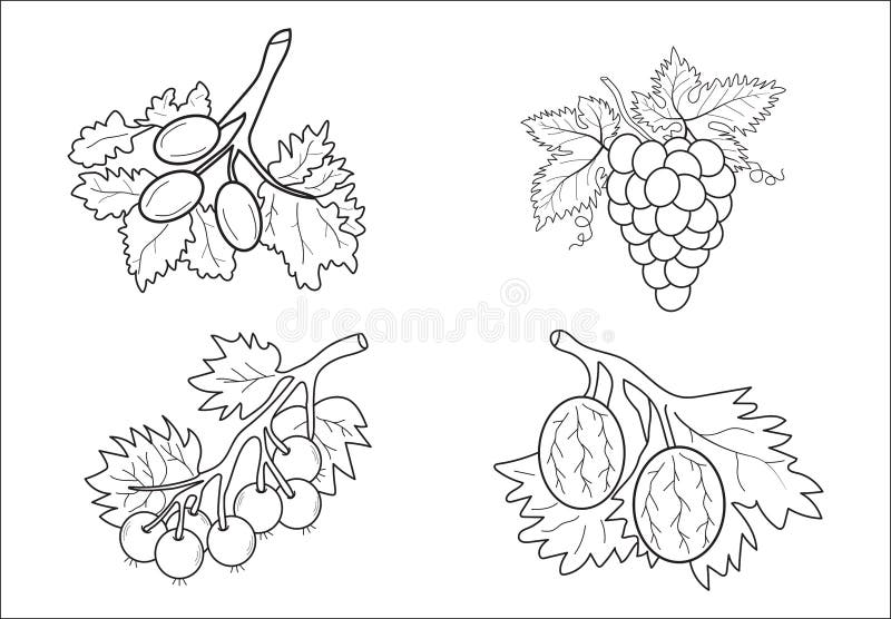 Fruit coloring book stock vector. Illustration of colorful - 176856673