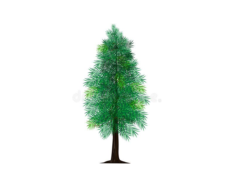 Spruce tree vector illustrations isolated on white, fir tree for decorations.