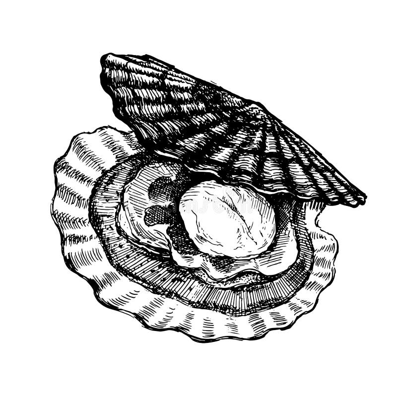 Scallop, open shell with clam.