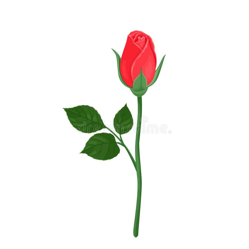 Red Rose Bud with Green Stem and Leaves Isolated Stock Vector ...