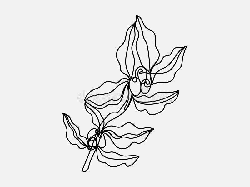 Coffee tree branch continuous line vector drawing. Isolated on a white background. royalty free illustration