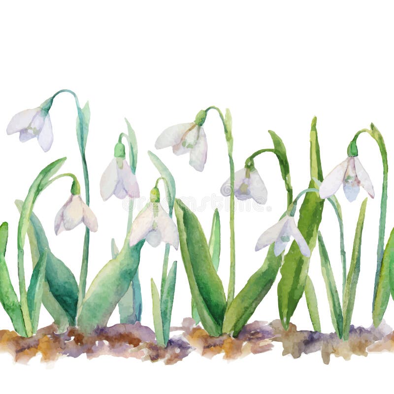 Snowdrops Stock Illustrations – 3,409 Snowdrops Stock Illustrations, Vectors & Clipart - Dreamstime