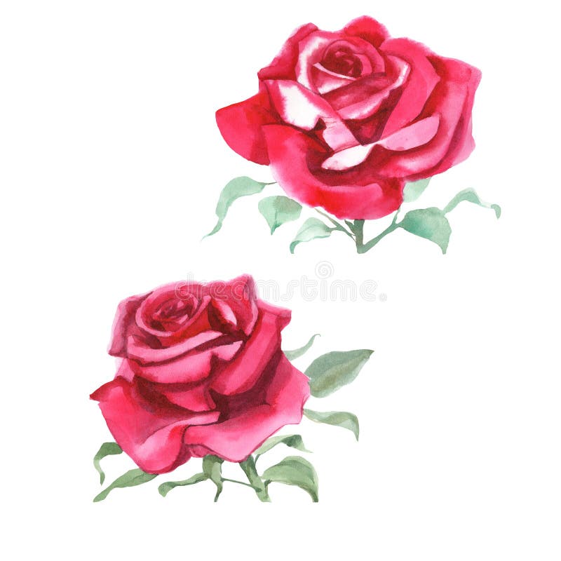 Set of Red Roses. Watercolor Illustration Stock Photo - Image of leaf ...