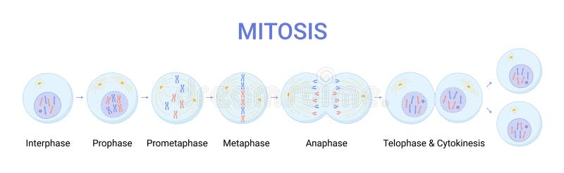 Mitosis Diagram Stock Illustrations โ 428 Mitosis Diagram Stock ... Biology Diagrams
