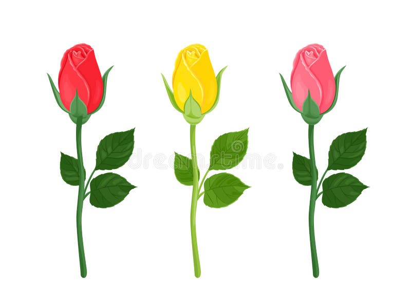 Rose buds are red, yellow and pink. Unblown garden flowers isolated