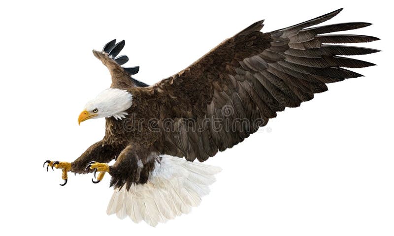 Bald eagle flying swoop attack hand draw and paint color on white background