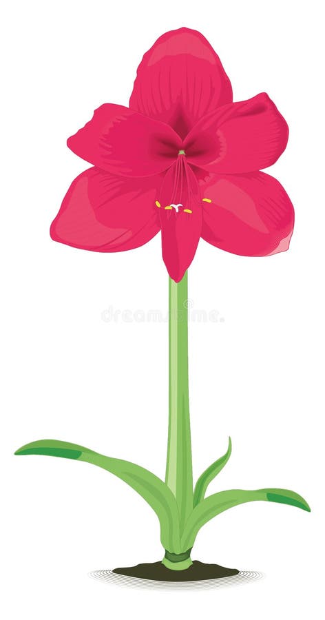amaryllis flower vector illustration transparent background