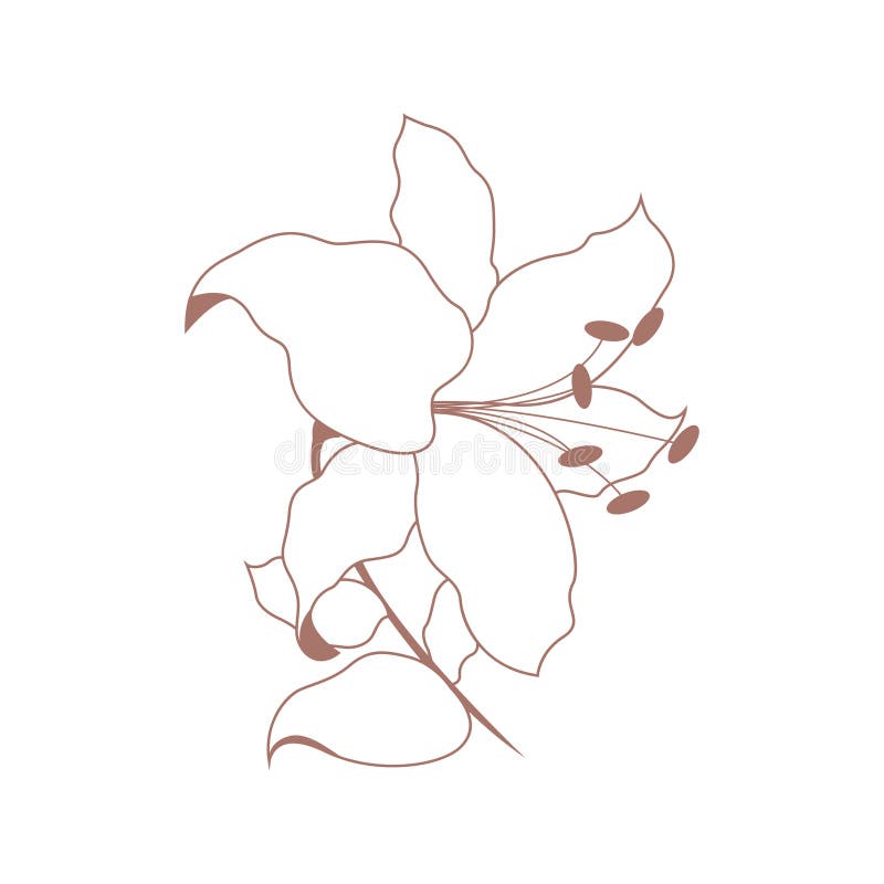 Abstract Floral Line Art Vector Lily Flower Background. Stock Vector