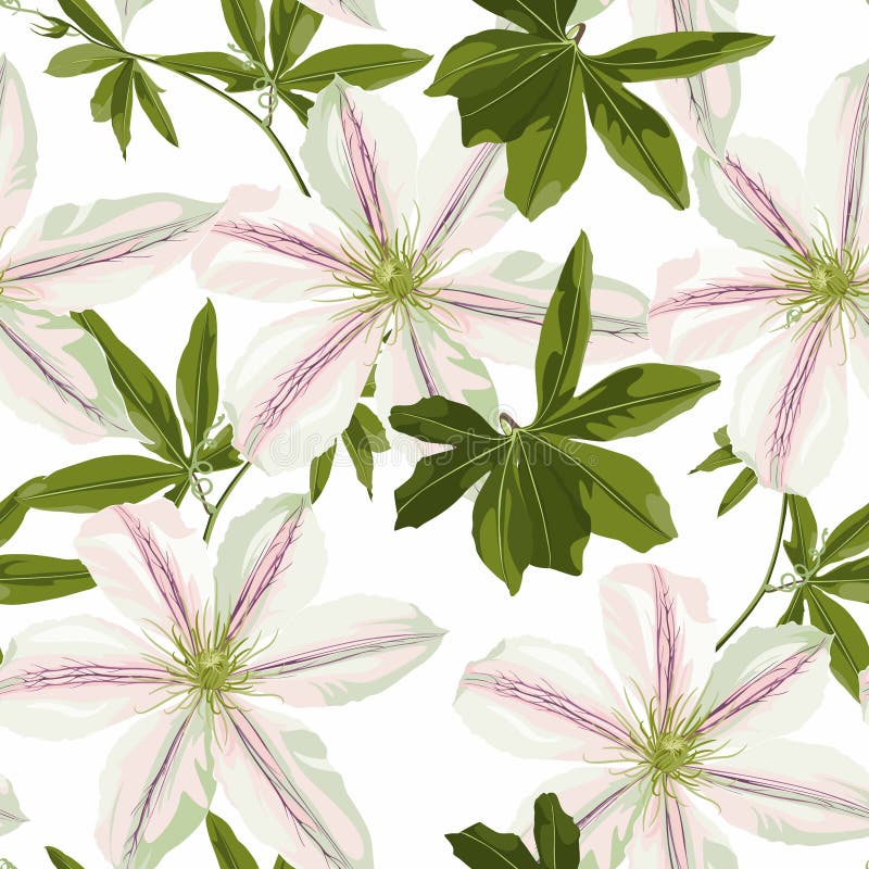 Vintage floral seamless background pattern. Beautiful clematis flowers with leaves on white background. royalty free illustration