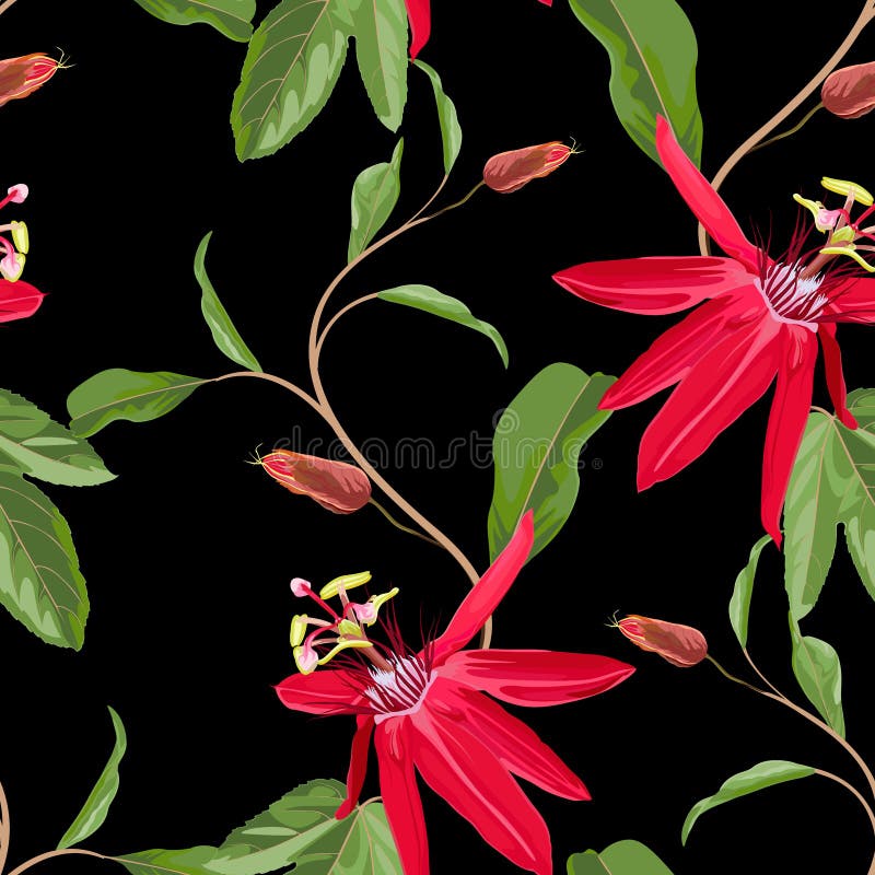 Red Passion flower seamless pattern, buds and leaves on black background. Blooming floral for wallpaper vector illustration