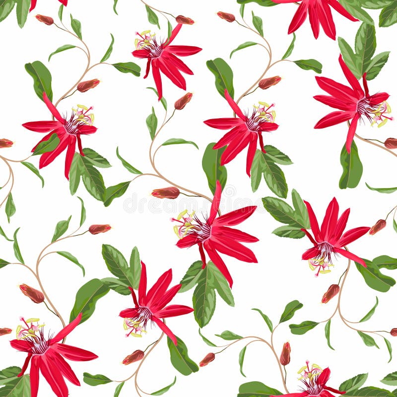 Red Passion flower seamless pattern, buds and leaves on white background. Blooming floral for wallpaper stock illustration