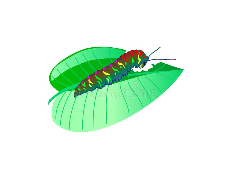 Cartoon Caterpillar Munching Leaf Royalty Free SVG, Cliparts, Vectors, and  Stock Illustration. Image 94841270.