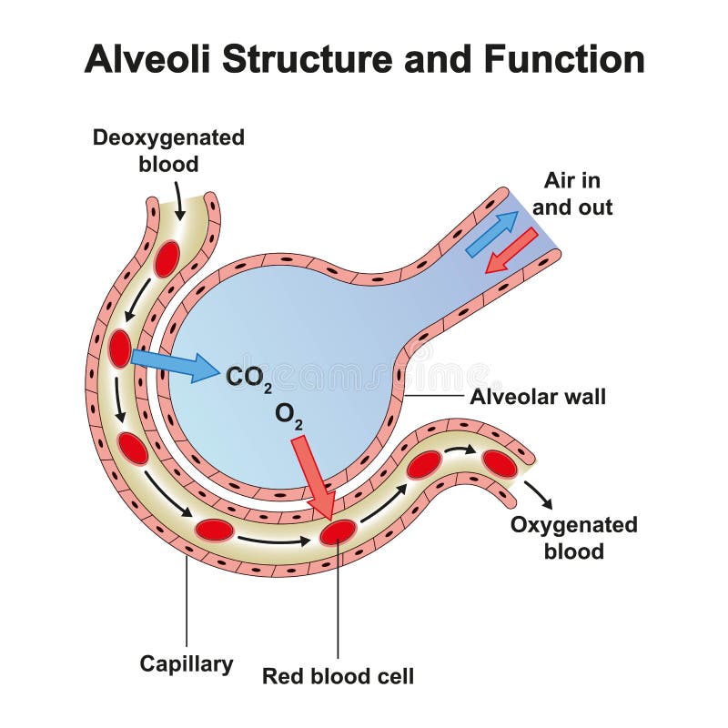 Alveoli Structure And Function Stock Vector Illustration Of alveoli-structure-and-function-stock-vector-illustration-of
