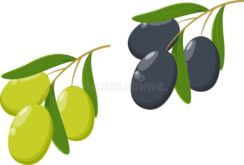 Black and Green Olives, Cartoon Style Stock Illustration Illustration