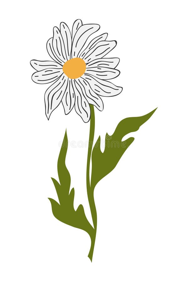 Cartoon Daisy Flower Outline Vector Stock Illustrations – 1,259 Cartoon